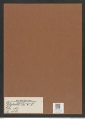 Ditylum sol V. H. (de-Toni-Nr.: Genus 165, Species 4283) Zeichnungen Sammlung Grunow Mappe 04257 (Herbarium_W_Grunow_drawings_Folder_04257)